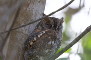 African Scops Owl sita joyeh island