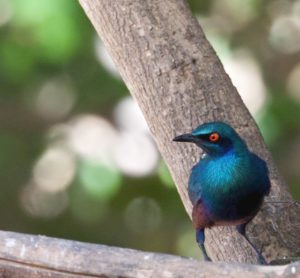 Bronze-tailed Glossy Starling at sita joyeh island