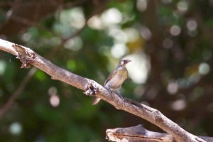 Greater Honeyguide at sita joyeh island