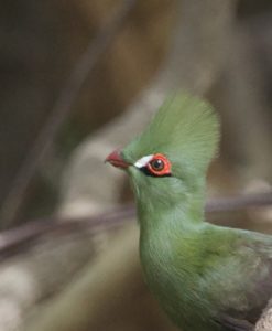 Green Turaco at sita joyeh island