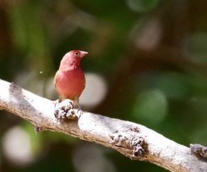 Red-billed Firefinch at sita joyeh island