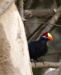 Violet Turaco at sita joyeh island 1