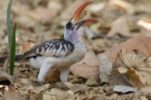 Western Red-billed Hornbill at sita joyeh island